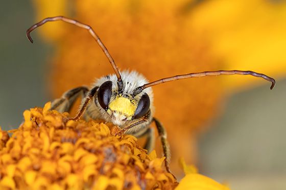 Wilmattes long horned bee Copyright 2018 Paula Sharp 51NBC 293A4755