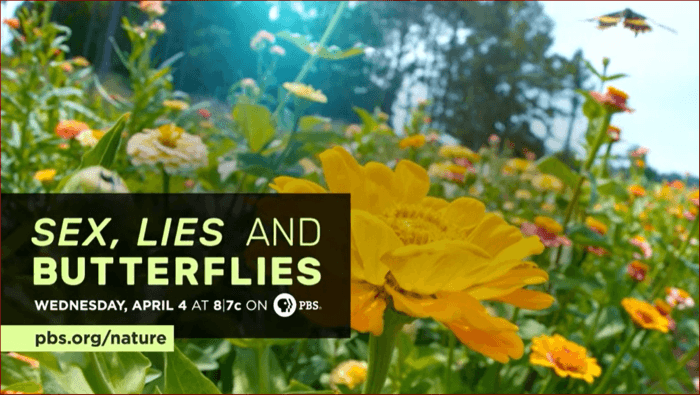 Sex Lies Butterflies Screenshot