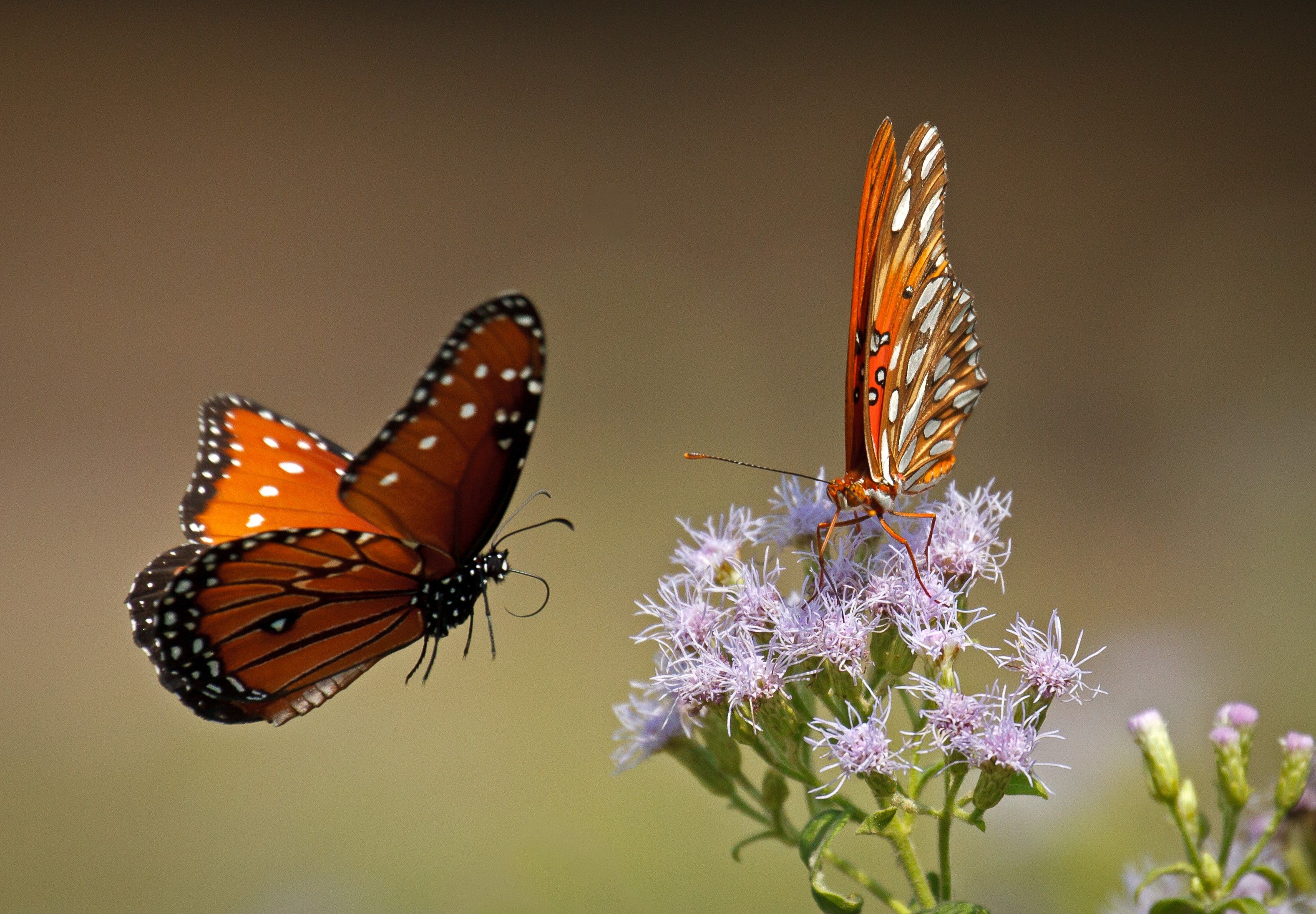 2 летающие бабочки. Бабочка Монарх Баттерфляй. Красивые бабочки. Бабочка в полете. Бабочки летают.