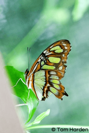 Malachite